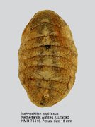 Ischnochiton papillosus